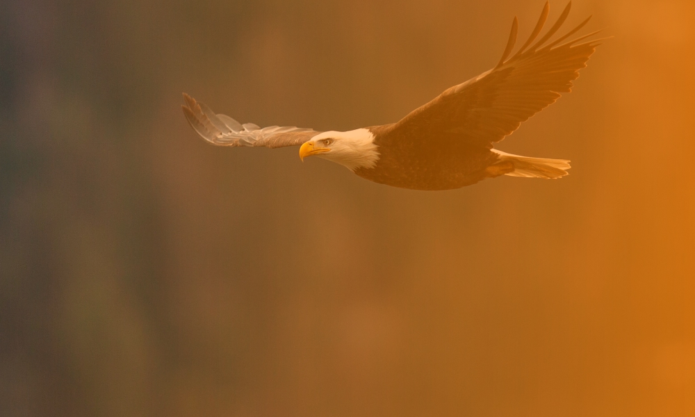 flying eagle photo by Jason Buscema